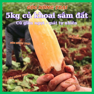  Củ khoai sâm đất  5kg  nhiều size đặc sản Y Tý Lào Cai khoai ngọt thanh mát nhiều nước. 
