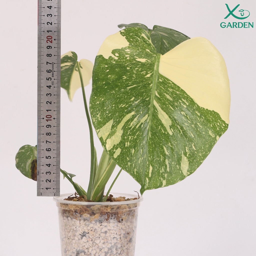 Kiểng Lá Trầu Bà Lá Xẻ Đột Biến Monstera Thaicons Var Đẹp, Trồng Trong Ly Đá Khoáng 1,2L, Tặng Phân Bón