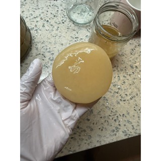 Con giống SCOBY làm KOMBUCHA