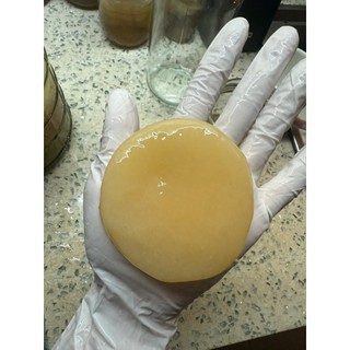 Con giống SCOBY làm KOMBUCHA