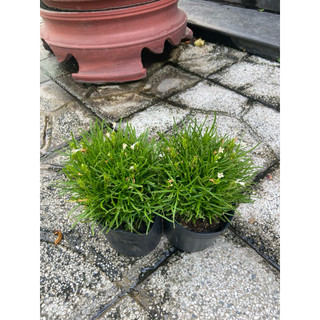 Cây cỏ mây