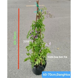 (VHST giao trong ngày) Cây hoa TIÊU NƯƠNG leo.