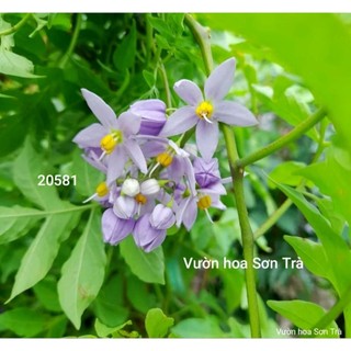 (VHST giao trong ngày) Cây hoa TIÊU NƯƠNG leo.