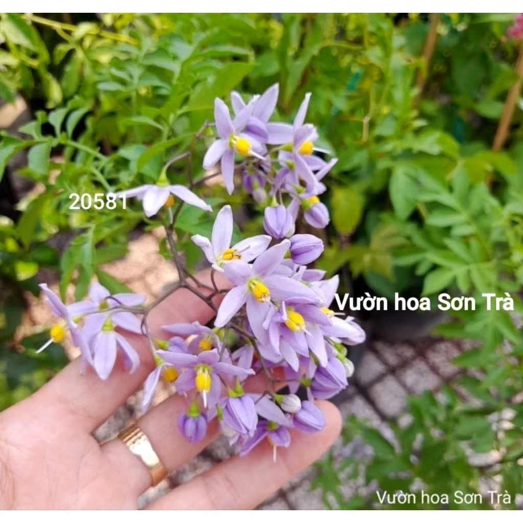 (VHST giao trong ngày) Cây hoa TIÊU NƯƠNG leo.