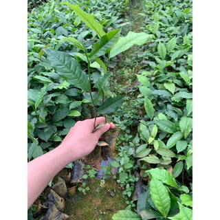 combo 5 cây chè xanh ươm hạt (trà xanh ươm từ hạt)(100% ảnh thật cây cao 30-40cm cây rất khoẻ)
