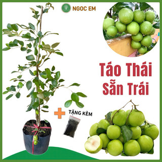  Cây táo thái Lỡ  cao 1mét1-sẵn trái  chuẩn giống- nhánh xum xê trái to 