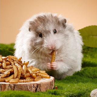 Sâu rang vỗ béo cho Hamster