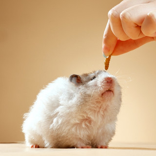 Sâu rang vỗ béo cho Hamster