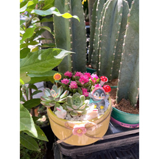 Sen đá xương rồng mix tiểu cảnh chậu sứ 12cm xinh xắn trang trí bàn làm việc, văn phòng