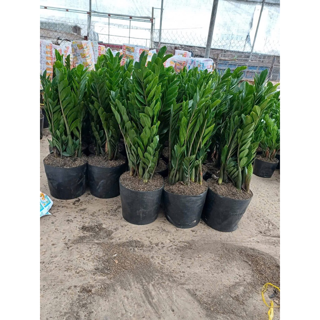 cây kim tiền không kèm chậu (vây cao 60 đến 80cm)
