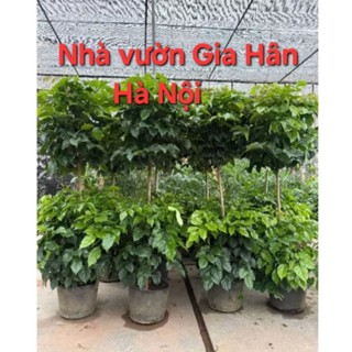 Cây hạnh phúc 2 tầng (Cao 1m3_5)bịch đen _Miễn vc toàn Hà Nội