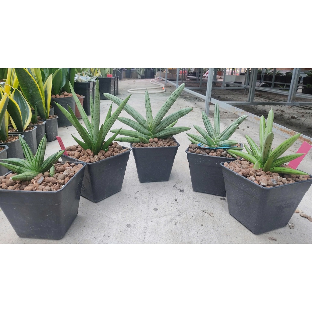 [Combo 5 loại] Sansevieria Iceman, Silver, Silver crown, Silver Giant, Fatman/pink/CH15064