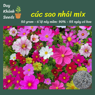 Hạt giống hoa sao nhái đủ màu (5000 hạt) - 1 gói trang trí cả vườn, tỉ lệ nảy mầm cao, hoa đẹp