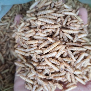  Sâu Canxi  HỎA TỐC  sấy khô túi 500gr cho gà đá hamster cá cảnh sóc bông nhím giúp thú nuôi phát triển khỏe mạnh 