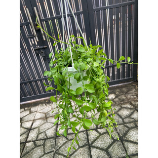 Lan hạt dưa chậu nhỏ