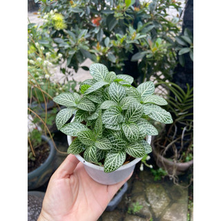 Lá cẩm nhung(lá may mắn)