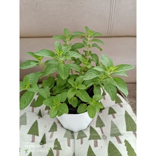 các loại bạc hà: peppermint (bh tiêu), bạc hà nhật, bạc hà pháp ( bh âu)