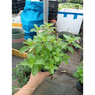 các loại bạc hà: peppermint (bh tiêu), bạc hà nhật, bạc hà pháp ( bh âu)