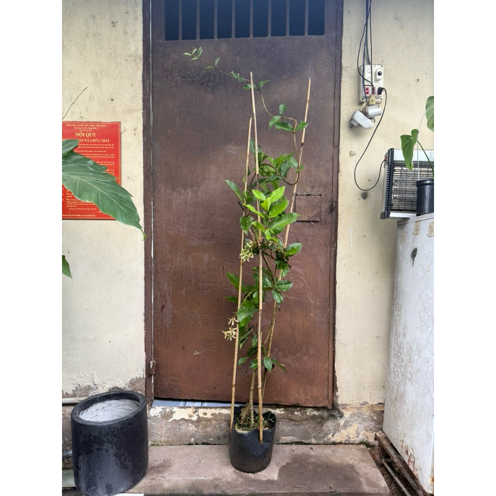 Cây mai xanh thái lan cao 1,5- 2m ( chuẩn hàng thái)