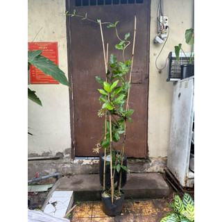 Cây mai xanh thái lan cao 1,5- 2m ( chuẩn hàng thái)
