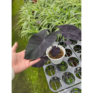 Chậu Môn đen - Colocasia Black Coral
