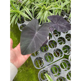 Chậu Môn đen - Colocasia Black Coral