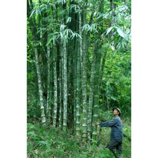 Giống cây tre Luồng chuẩn bầu dâm ủ kỹ