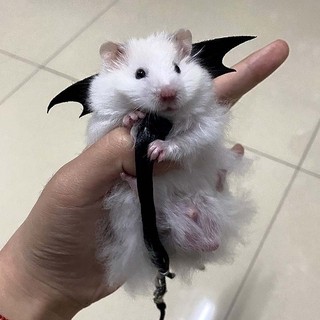 Dây dắt hamster, thỏ, Sóc , đuôi mập, chuột lang