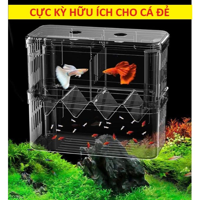Lồng đẻ cá 7 màu | Lồng dưỡng cá | Lồng cá đẻ bằng mica