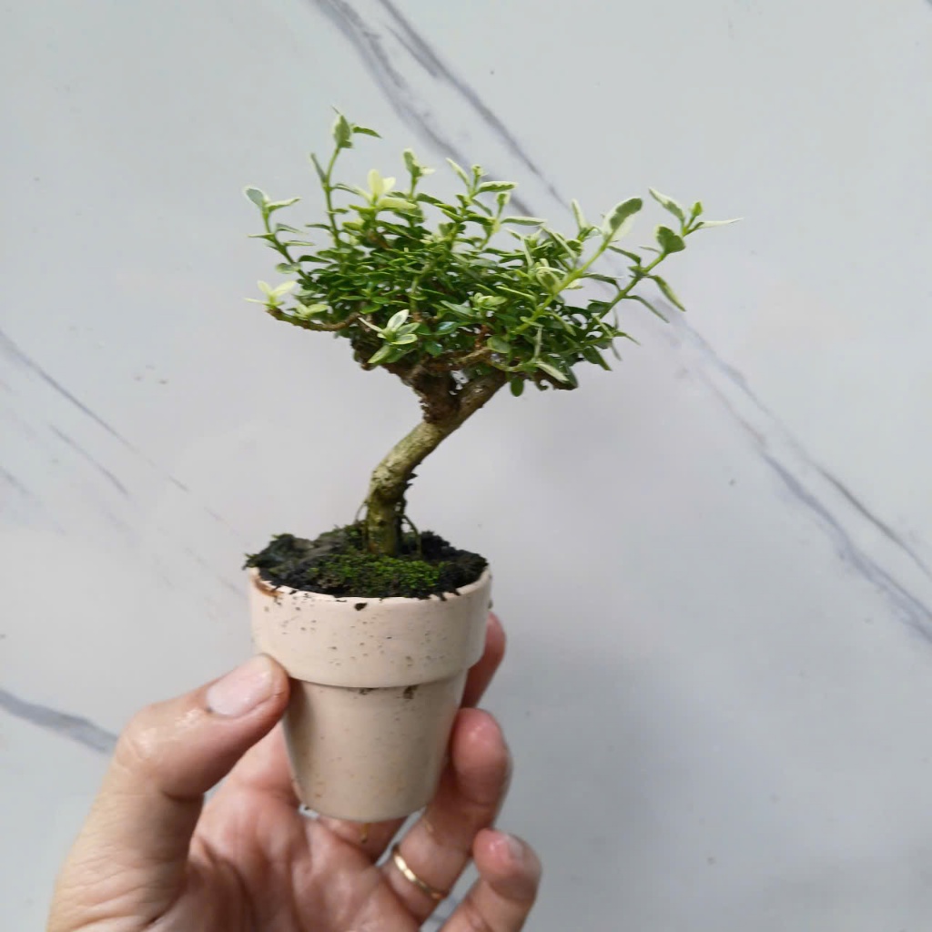 Cây sam hương lá 2 màu var mini làm tiểu cảnh