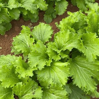 Hạt Giống Cải mèo là giống rau đặc trưng của vùng núi phía Bắc, lá xoăn nhẹ, màu xanh đậm