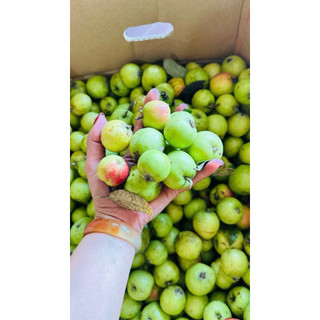 1kg quả táo mèo tươi