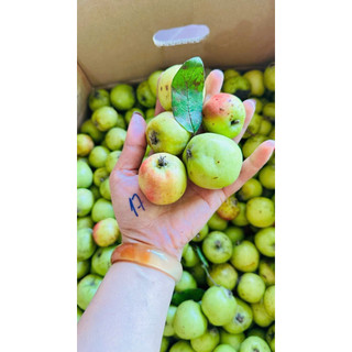 1kg quả táo mèo tươi