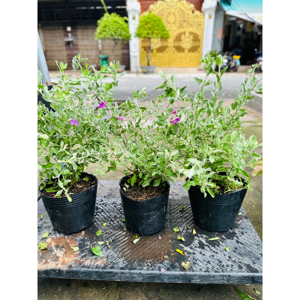 CHẬU MỀM_COMBO 3 TUYẾT SƠN PHI HỒNG C7, (cao 20cm), lá bạc hoa tím lạ mắt