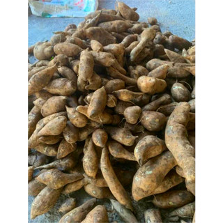 15KG SÂM ĐẤT ( KHOAI SÂM ĐẤT) - TIẾT KIỆM 48K