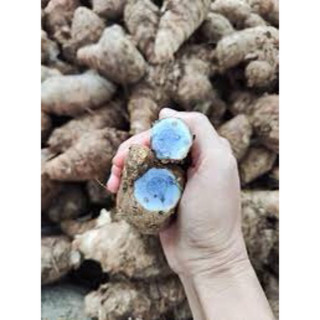Nghệ đen già lâu năm