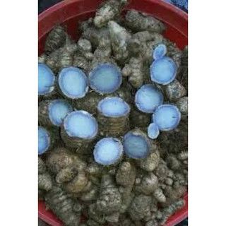 Nghệ đen già lâu năm