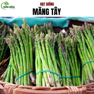 Hạt giống Măng Tây năng suất cao, dễ trồng và chăm bón, thu hoạch sau 1 tháng gieo trồng - Hạt Giống Bốn Mùa