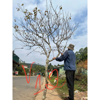  Cành khô cây khô size đại cao 2-3 mét trang trí tết gắn hoa giả treo lồng đèn cành quả hồng cành cây treo quả hồng 