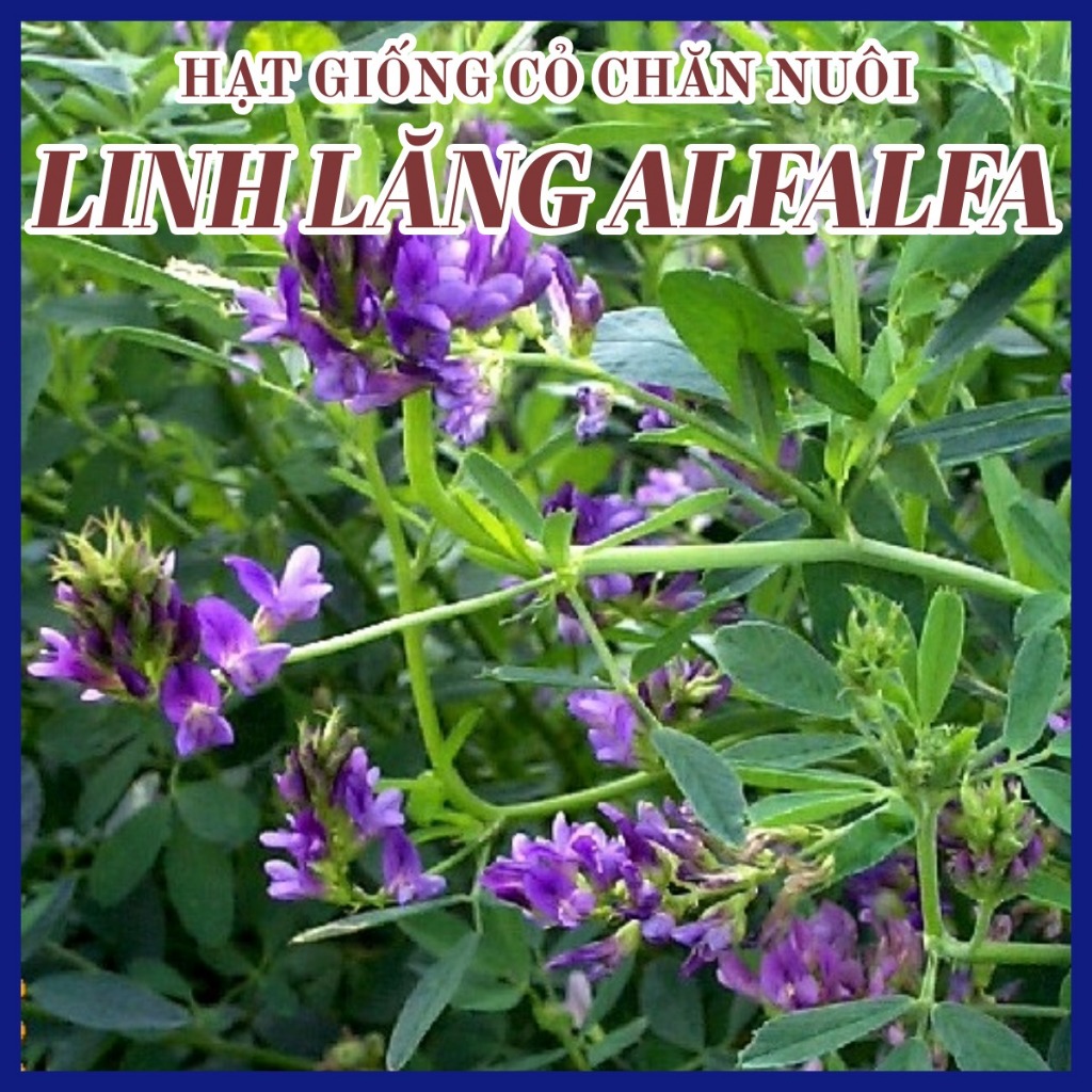 Hạt giống Cỏ linh lăng ALFALFA 100G - cỏ chăn nuôi siêu dinh dưỡng