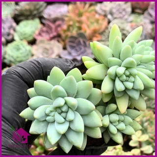 Sen đá chuỗi ngọc đứng  size bầu 5cm