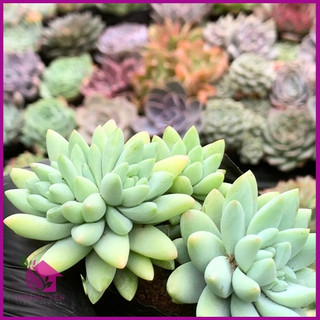 Sen đá chuỗi ngọc đứng  size bầu 5cm
