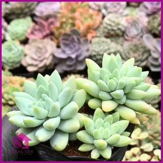 Sen đá chuỗi ngọc đứng  size bầu 5cm