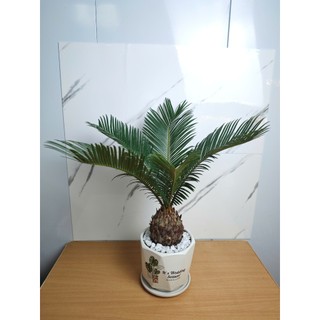  Cây vạn tuế kèm chậu sứ để bàn phong thuỷ để bàn cao 30-45cm 
