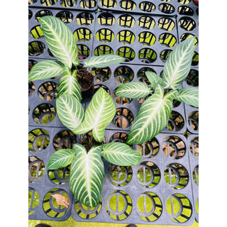 Chậu Caladium Lindenii - Môn Thái Lindenii