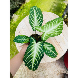 Chậu Caladium Lindenii - Môn Thái Lindenii
