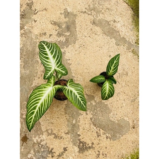 Chậu Caladium Lindenii - Môn Thái Lindenii