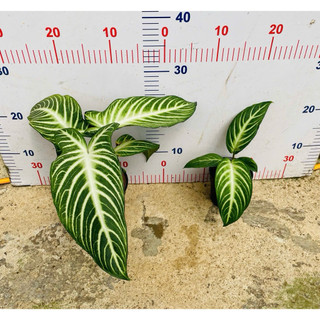 Chậu Caladium Lindenii - Môn Thái Lindenii