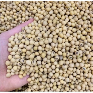 (Sỉ 10 kg  ) Đỗ tương vàng, đậu nành sống - 10 kg