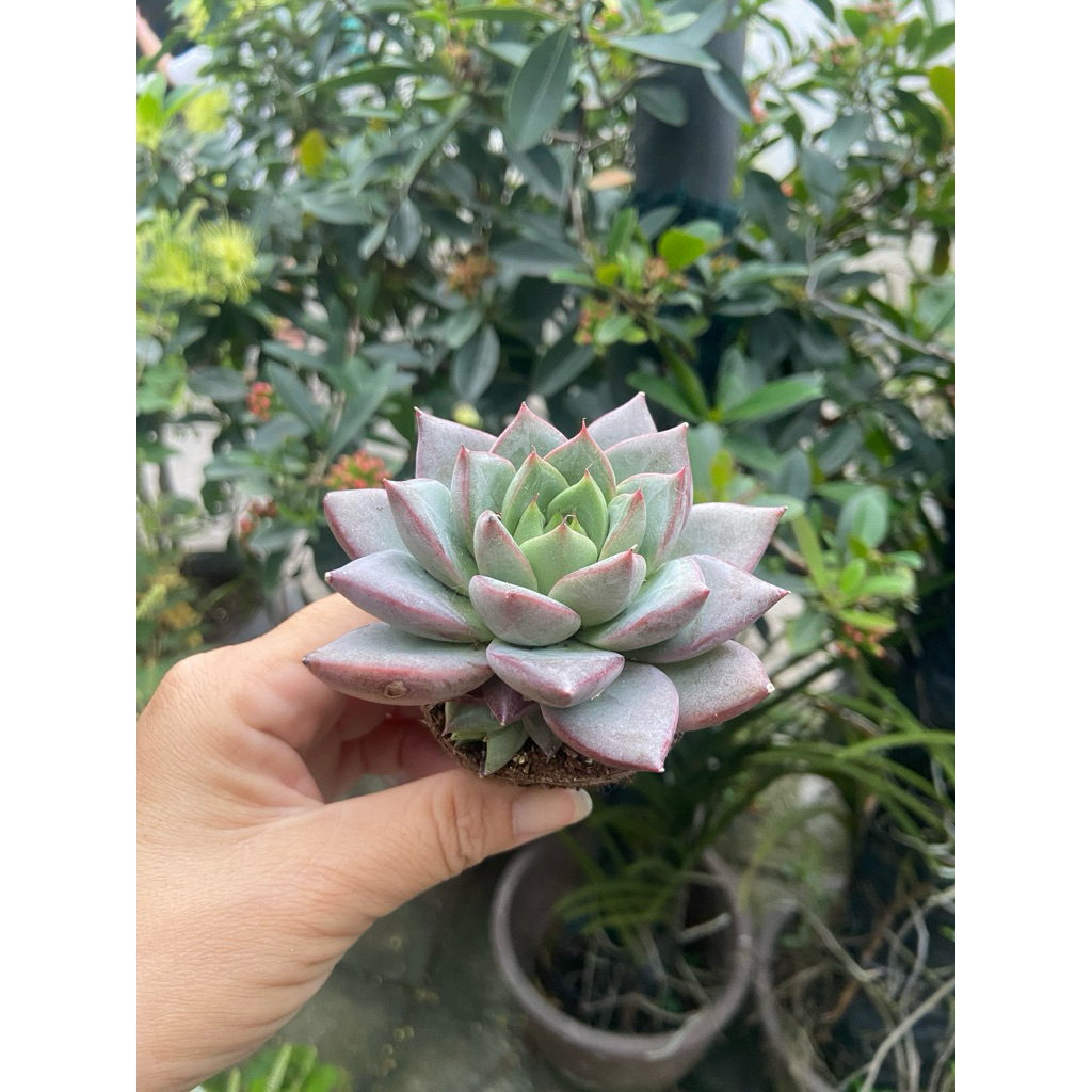 Sen đá mận tím size nhỏ